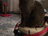 Ev Deği̇şi̇kli̇ği̇ Nedeni̇yle Kizimiza Yuva Ariyoruz