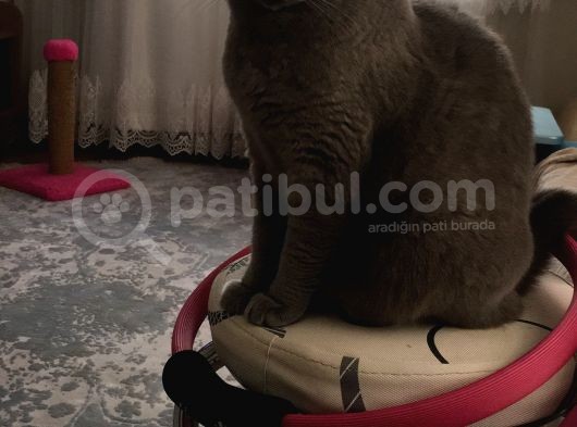 Ev Deği̇şi̇kli̇ği̇ Nedeni̇yle Kizimiza Yuva Ariyoruz