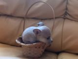 Mini Şivava