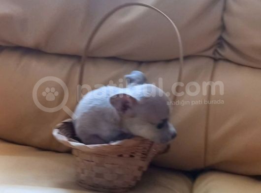 Mini Şivava görsel