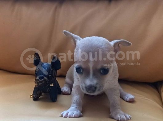 Mini Şivava