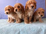 Maltipoo Show Kalite F1 Yavrular