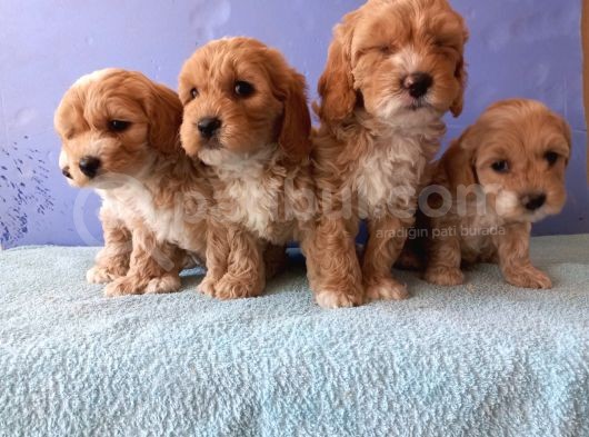 Maltipoo Show Kalite F1 Yavrular görsel