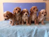 Maltipoo Show Kalite F1 Yavrular