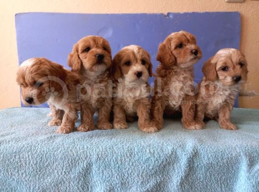 Maltipoo Show Kalite F1 Yavrular görsel