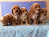 Maltipoo Show Kalite F1 Yavrular