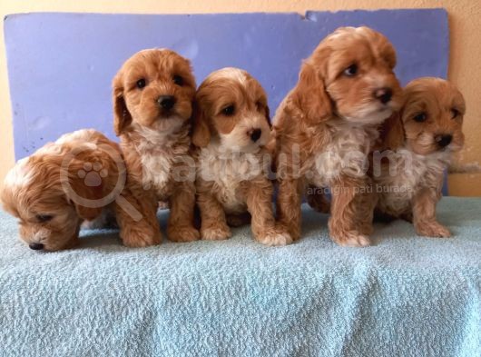 Maltipoo Show Kalite F1 Yavrular görsel