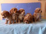 Maltipoo Show Kalite F1 Yavrular