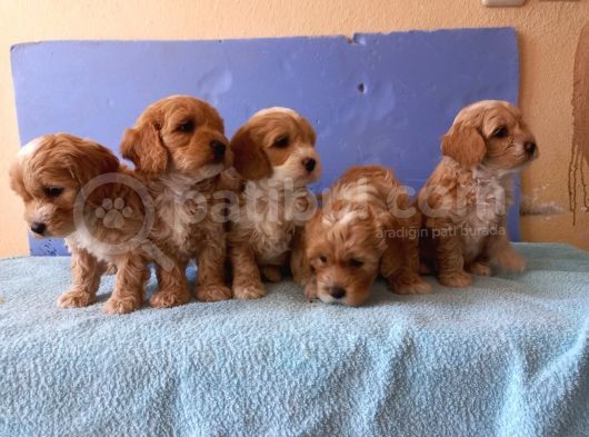 Maltipoo Show Kalite F1 Yavrular
