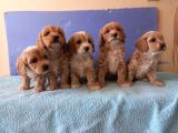 Maltipoo Show Kalite F1 Yavrular