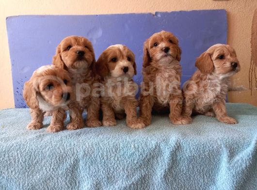 Maltipoo Show Kalite F1 Yavrular görsel