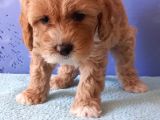 Maltipoo Show Kalite F1 Yavrular