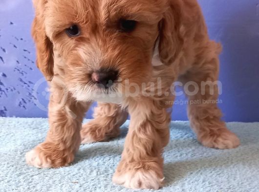 Maltipoo Show Kalite F1 Yavrular görsel