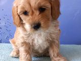 Maltipoo Show Kalite F1 Yavrular