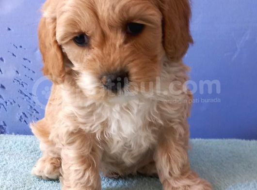 Maltipoo Show Kalite F1 Yavrular görsel
