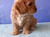 Maltipoo Show Kalite F1 Yavrular