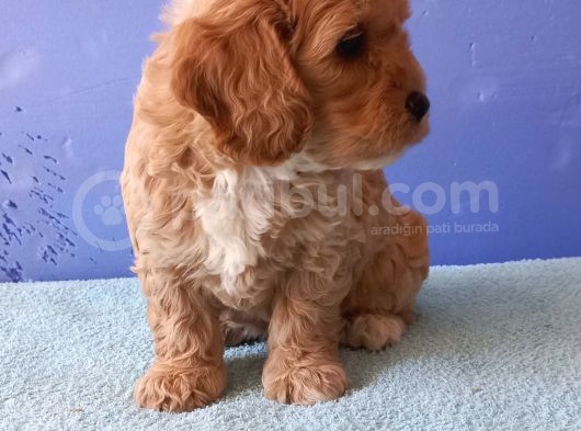 Maltipoo Show Kalite F1 Yavrular görsel