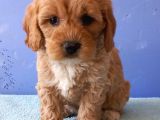 Maltipoo Show Kalite F1 Yavrular