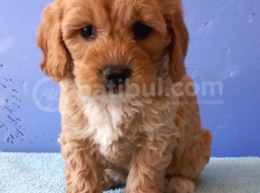 Maltipoo Show Kalite F1 Yavrular görsel