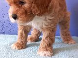 Maltipoo Show Kalite F1 Yavrular