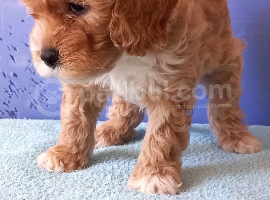 Maltipoo Show Kalite F1 Yavrular görsel