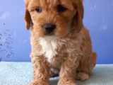 Maltipoo Show Kalite F1 Yavrular