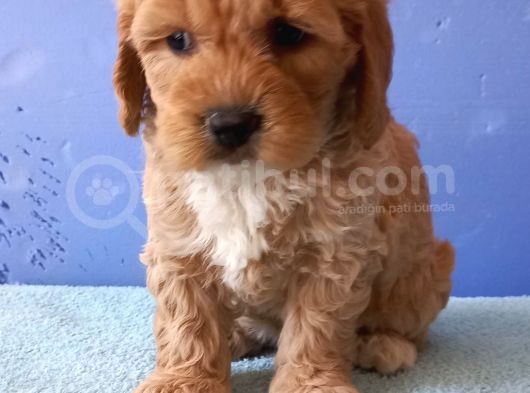 Maltipoo Show Kalite F1 Yavrular görsel