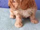 Maltipoo Show Kalite F1 Yavrular