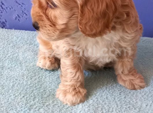 Maltipoo Show Kalite F1 Yavrular görsel