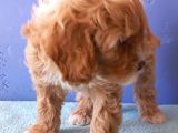 Maltipoo Show Kalite F1 Yavrular