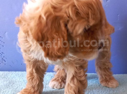 Maltipoo Show Kalite F1 Yavrular görsel