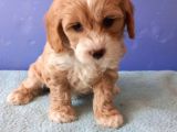 Maltipoo Show Kalite F1 Yavrular