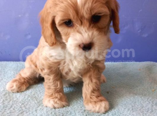 Maltipoo Show Kalite F1 Yavrular görsel