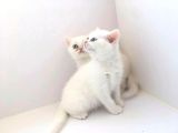 15 Gün Sonra Teslim Scottish Fold Yavrular