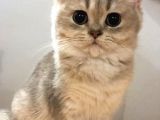 Minik Dost