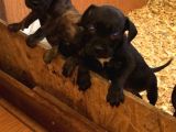 Dev Cane Corso Yavrular