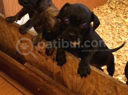 Dev Cane Corso Yavrular