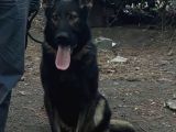 Nadir Bulunan Sable Kurdu