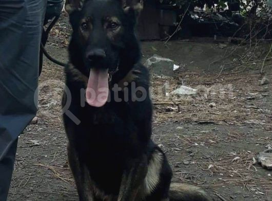Nadir Bulunan Sable Kurdu