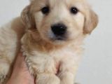Dişi Çok Oyuncu Golden Yavrumuz