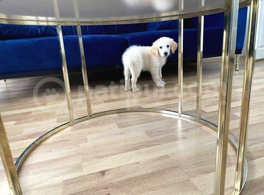 Güzeller Guzeldi Golden Kizimiz görsel