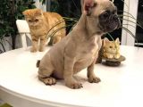 A Class Scr Exoti̇c French Bulldog Irk Garanti̇li̇