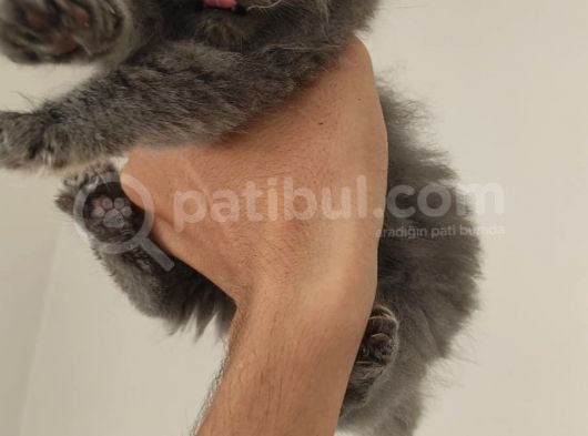 2.5 Aylık Erkek Adayımız Sahıpendırılecektır