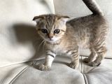 Scottish Fold Golden