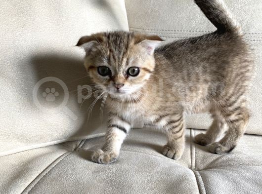 Scottish Fold Golden