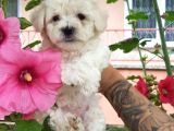 Maltipoo Yavrular