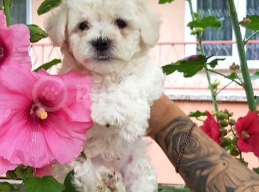 Maltipoo Yavrular