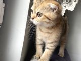 Scottish Fold Golden