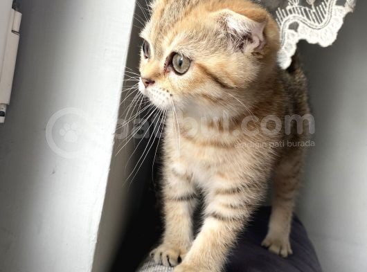 Scottish Fold Golden görsel