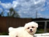 Maltese Terri̇er Yavrulari